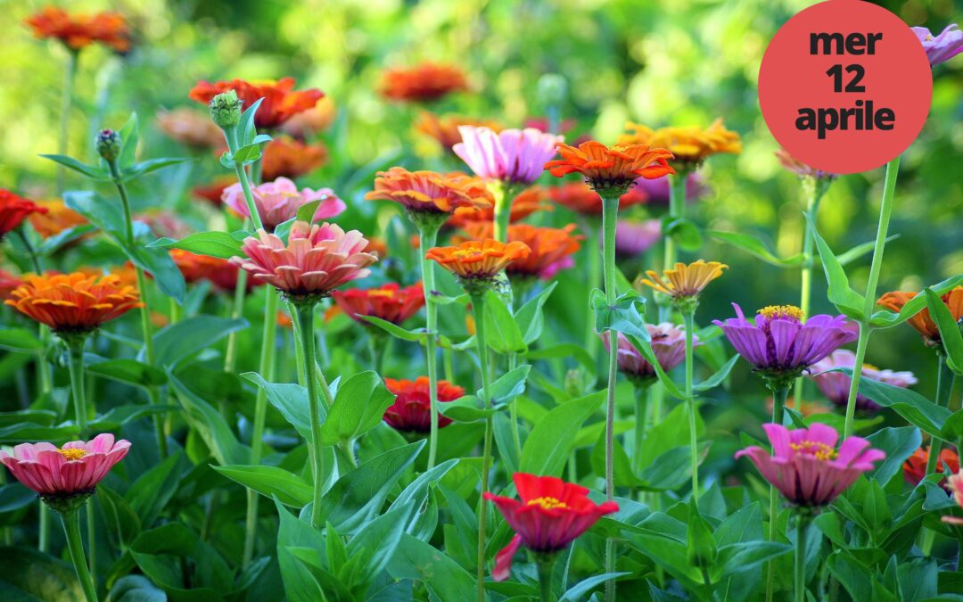 Ottosottountetto in Spring-Fields